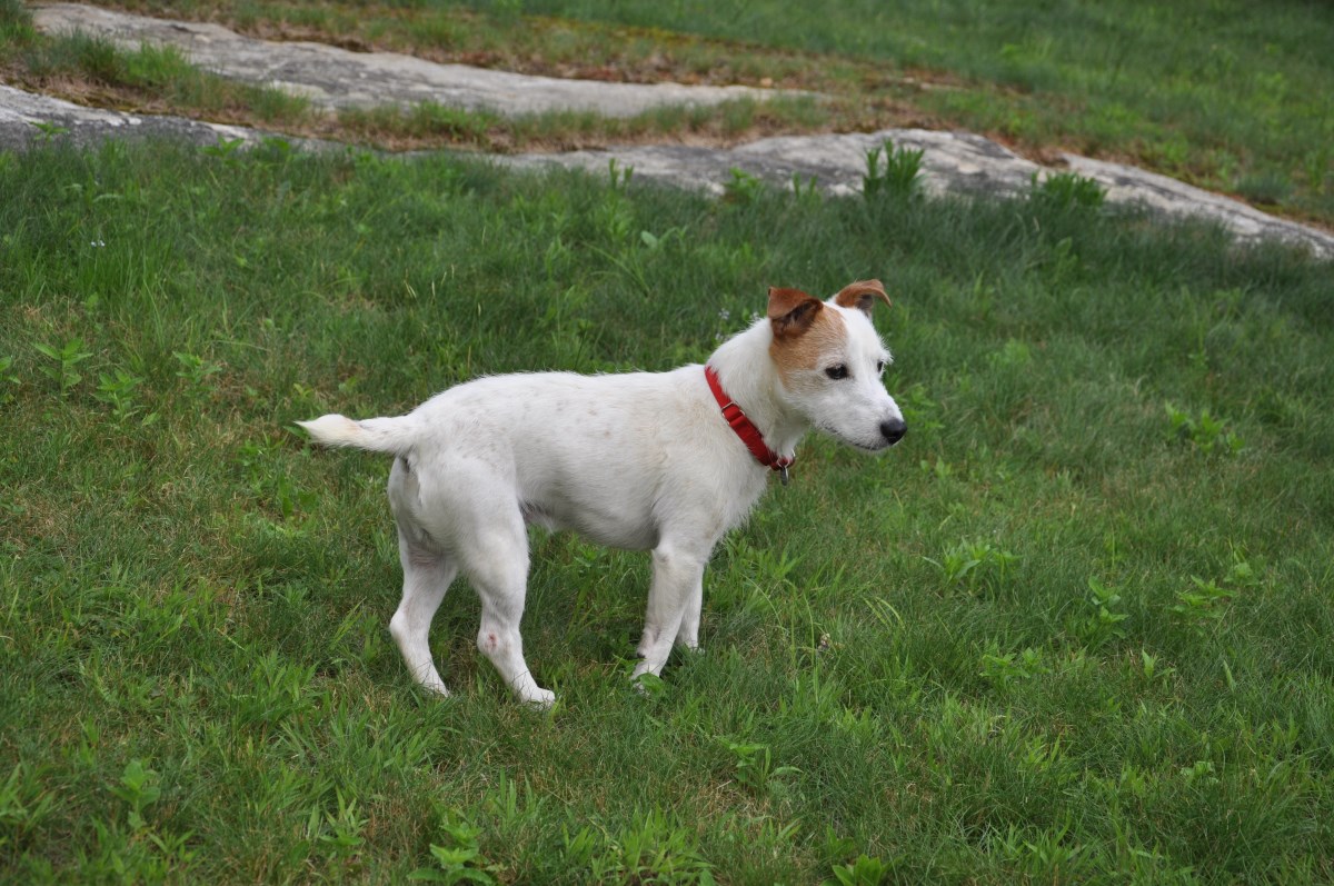 Affectionate Skippy Jack Russell Terrier Rescue