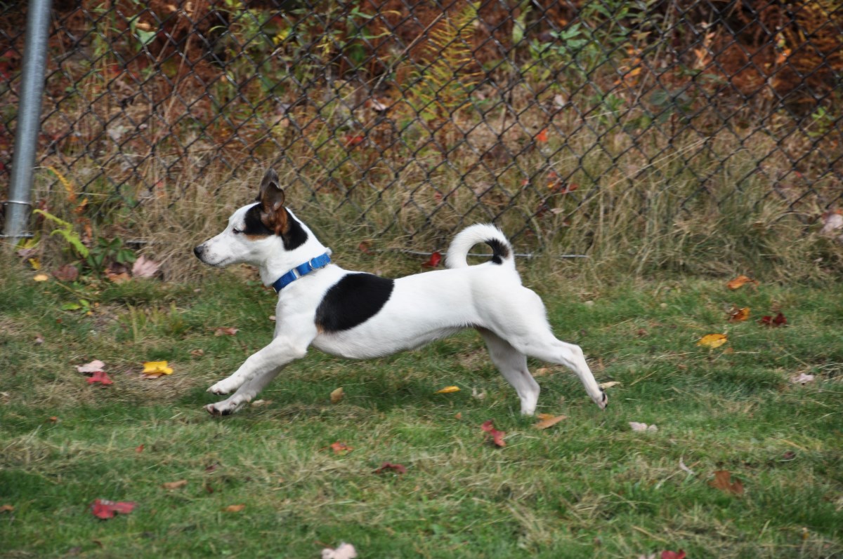 Jack Russell Terrier Curly Tail 