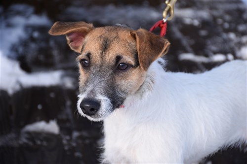 adopt a jack russell near me