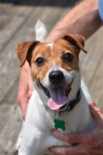 Wishbone - Jacks Galore Jack Russell Terrier Rescue
